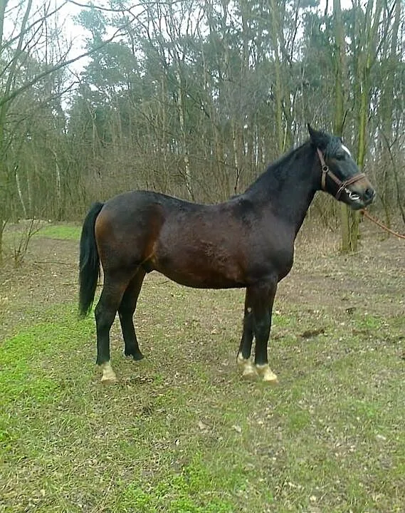 Sprzedam konia