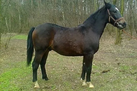 Sprzedam konia