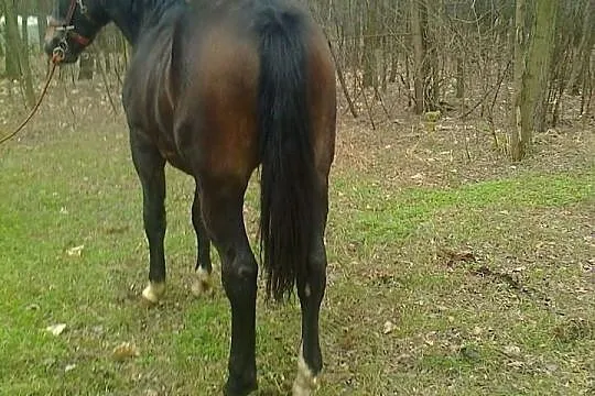 Sprzedam konia