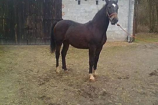 Sprzedam konia