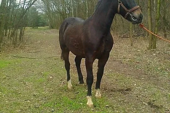 Sprzedam konia