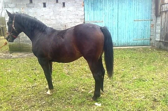 Sprzedam konia