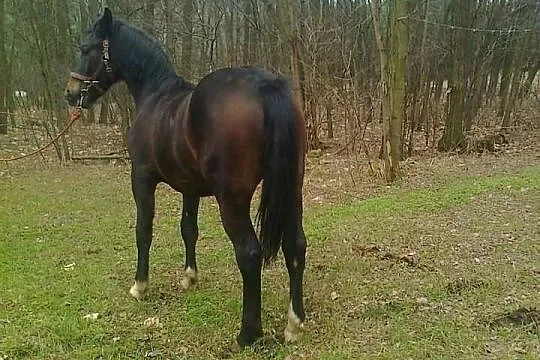 Sprzedam konia