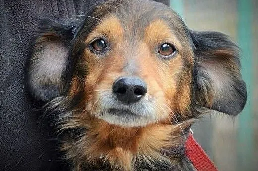 Kajtuś mały,przyjazny dojrzały psiak do adopcji,  małopolskie Kraków