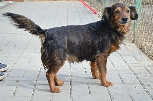 Kajtuś mały,przyjazny dojrzały psiak do adopcji,  