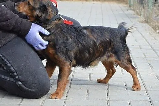 Kajtuś mały,przyjazny dojrzały psiak do adopcji,  