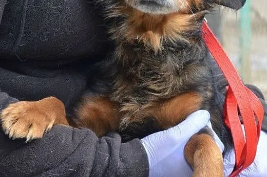 Kajtuś mały,przyjazny dojrzały psiak do adopcji,  