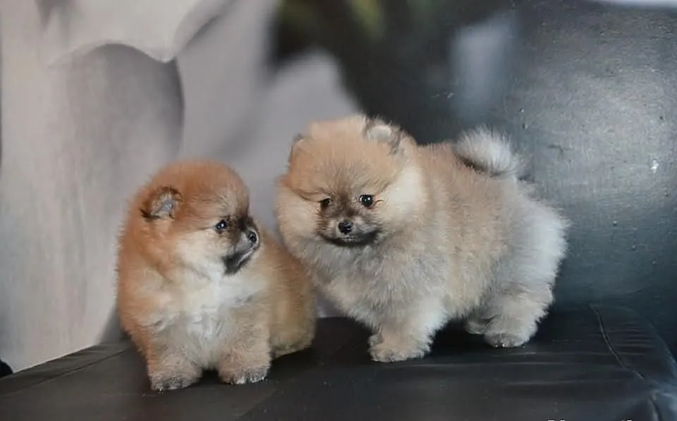 Szpic/pomeranian FCI