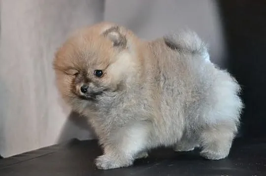 Szpic/pomeranian FCI