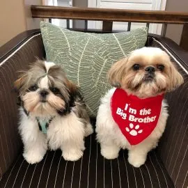 Szczeniak Shih Tzu, samiec i samica, do adopcji, bardzo wesoły i przyjacielski.