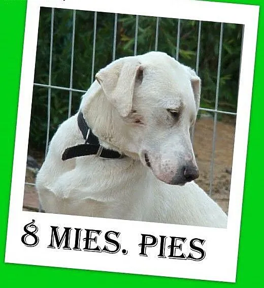 8 mies,dog,labrador mix,łagodny,przytulaśny.ADOPCJ
