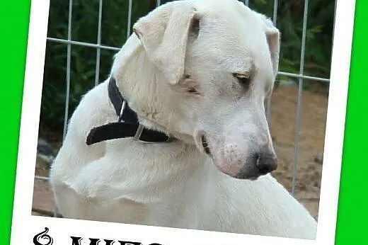 8 mies,dog,labrador mix,łagodny,przytulaśny.ADOPCJ