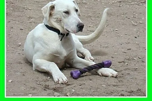 8 mies,dog,labrador mix,łagodny,przytulaśny.ADOPCJ
