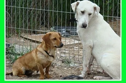 8 mies,dog,labrador mix,łagodny,przytulaśny.ADOPCJ