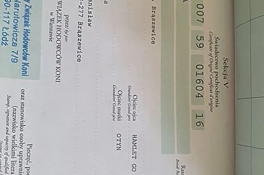 Ponętna - nieduża klacz wielkopolska, , Międzyleś