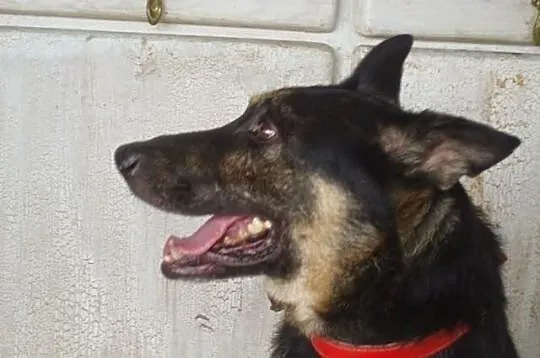 Kochany ARES szuka troskliwego domku!