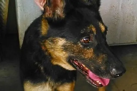 Kochany ARES szuka troskliwego domku!