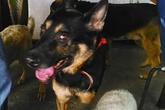 Kochany ARES szuka troskliwego domku!