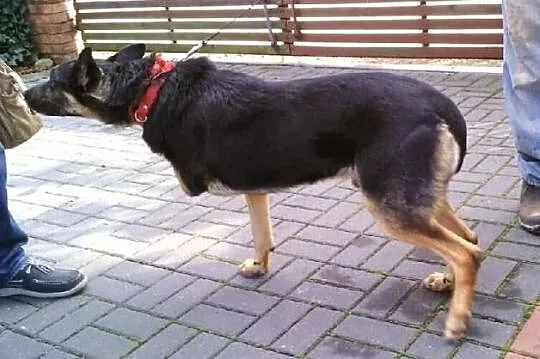 Kochany ARES szuka troskliwego domku!