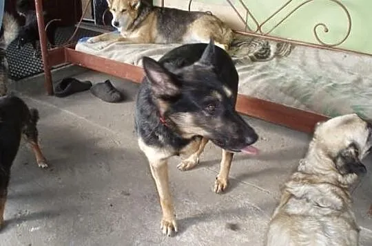 Kochany ARES szuka troskliwego domku!