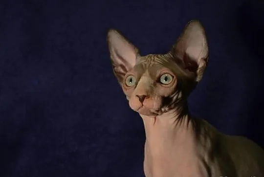 Sfinks kocieta