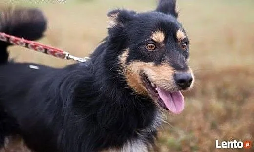 Piękny Haker do adopcji, czy znajdzie ciepły i koc