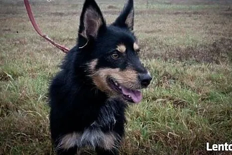 Piękny Haker do adopcji, czy znajdzie ciepły i koc