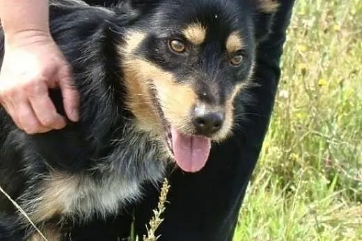 Piękny Haker do adopcji, czy znajdzie ciepły i koc