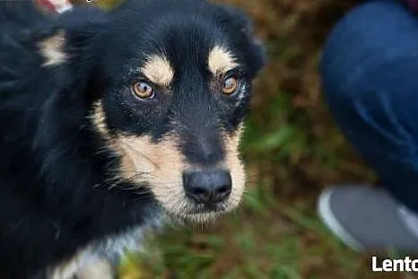 Piękny Haker do adopcji, czy znajdzie ciepły i koc
