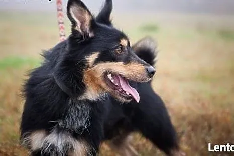 Piękny Haker do adopcji, czy znajdzie ciepły i koc