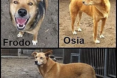 Żywiołowe psie rodzeństwo szuka opiekunów!,  dolno
