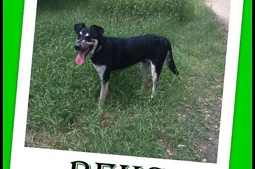 Duży,8 miesięczny,łagodny pies Reks szuka domu .AD
