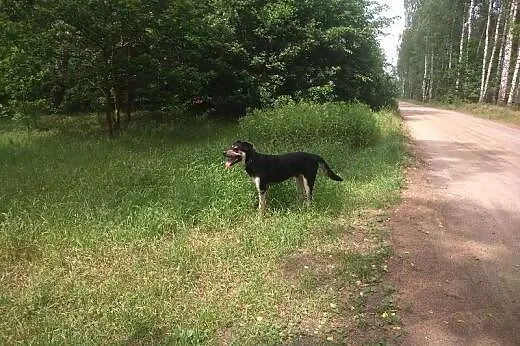 Duży,8 miesięczny,łagodny pies Reks szuka domu .AD