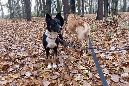 Haker do adopcji  filmik ,  małopolskie Kraków