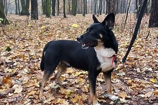 Haker do adopcji  filmik ,  małopolskie Kraków
