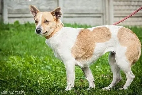 OTOZ Animals - Łatka - mała kochana suczka z nowym