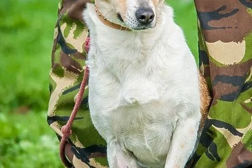 OTOZ Animals - Łatka - mała kochana suczka z nowym