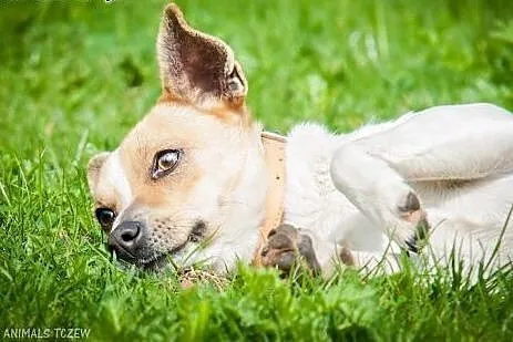 OTOZ Animals - Łatka - mała kochana suczka z nowym