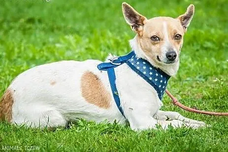 OTOZ Animals - Łatka - mała kochana suczka z nowym