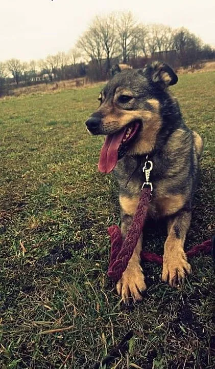 Kłosik - psiak który kocha wszystkich czeka na dom
