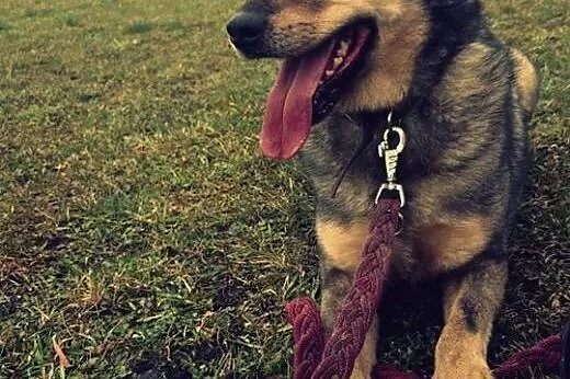 Kłosik - psiak który kocha wszystkich czeka na dom