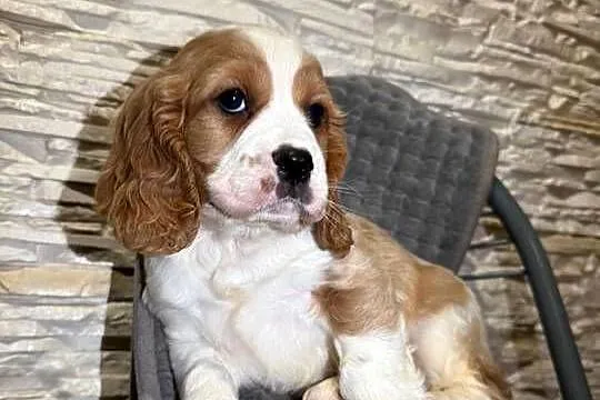 Cudowny piesek Cocker Spaniel Angielski Orange roan  z rodowodem, Małopolskie, Kraków