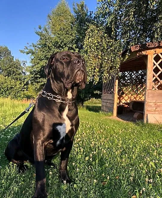 Cane corso Italiano (reproduktor ), Małopolskie, Jazowsko