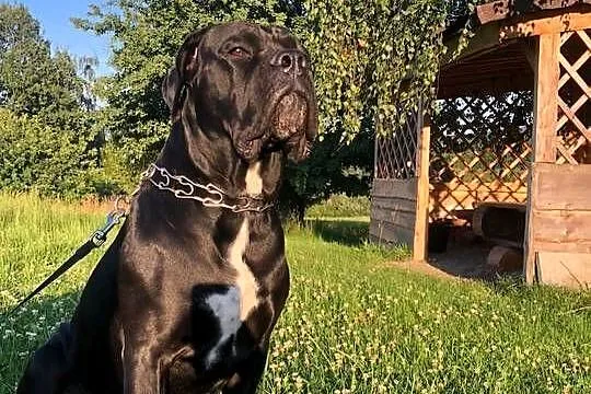Cane corso Italiano (reproduktor ), Małopolskie, Jazowsko