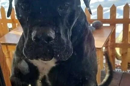 Cane corso Italiano (reproduktor ), Małopolskie, Jazowsko