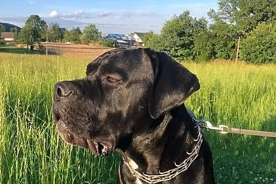 Cane corso Italiano (reproduktor ), Małopolskie, Jazowsko