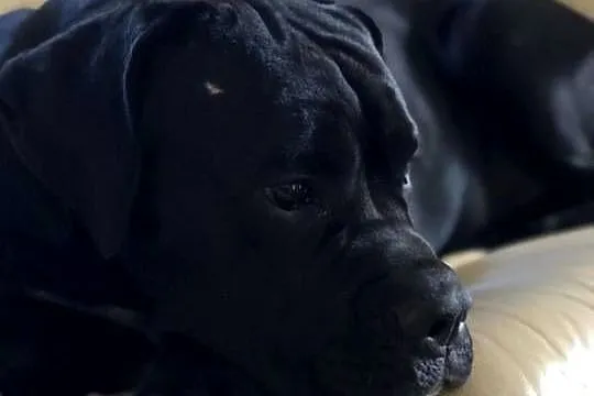 Cane corso Italiano (reproduktor ), Małopolskie, Jazowsko
