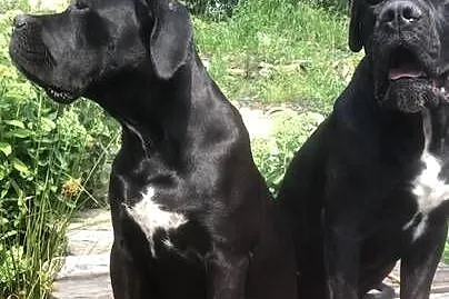 Cane corso Italiano (reproduktor ), Małopolskie, Jazowsko