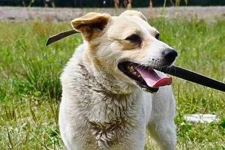 Budyń - niechciany, zapomniany, wciąż bezdomny....