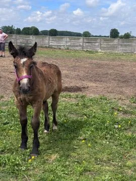 Posiadam zdrowe . piękne  konie do sprzedaży- likwidacja stada